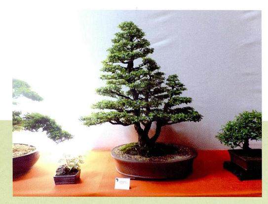 1991年 非洲盆景协会宣告成立