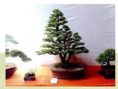 1991年 非洲盆景协会宣告成立