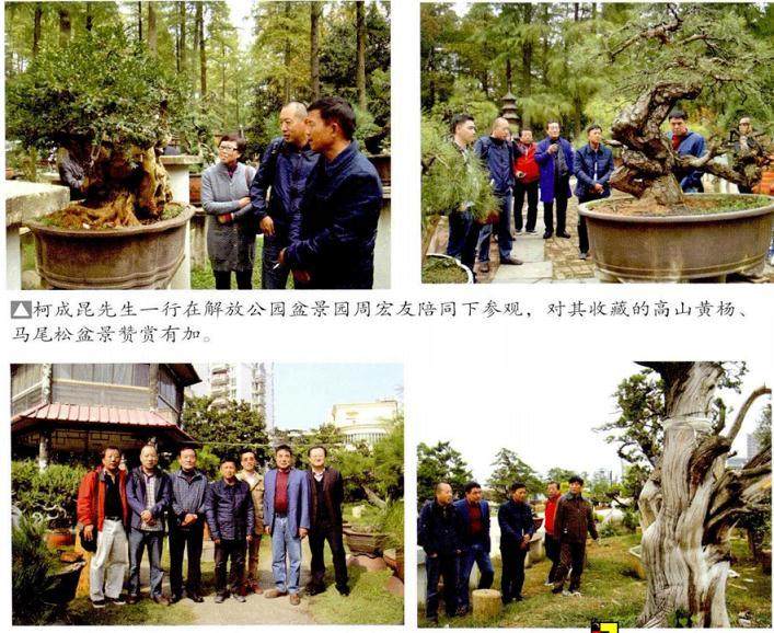 本人对武汉盆景快速发展的态势感触很深