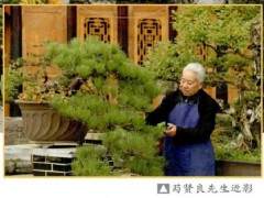 在贵州盆景界 提起萄红籽 那可是鼎鼎有名