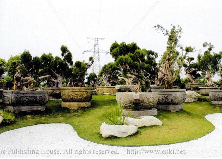 盆景新人新作大奖赛在武汉隆重举行