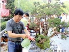 在山水盆景的创作上 李云龙是走树石结合的路子