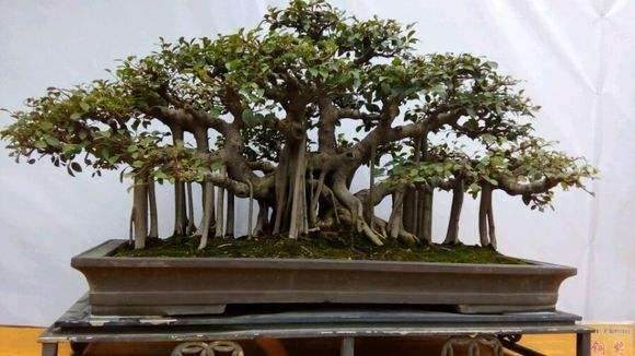 北海市罗汉松盆景产业协会学习研讨会