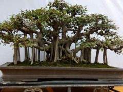 北海市罗汉松盆景产业协会学习研讨会