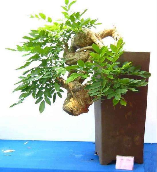 广东省阳江市阳东区盆景协会