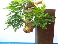 广东省阳江市阳东区盆景协会