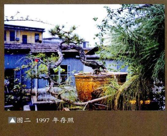 图解 悬崖式盆景成作难度非常大