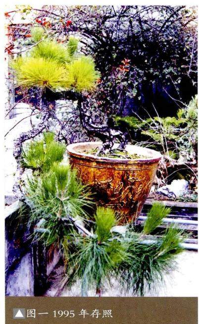 图解 悬崖式盆景成作难度非常大