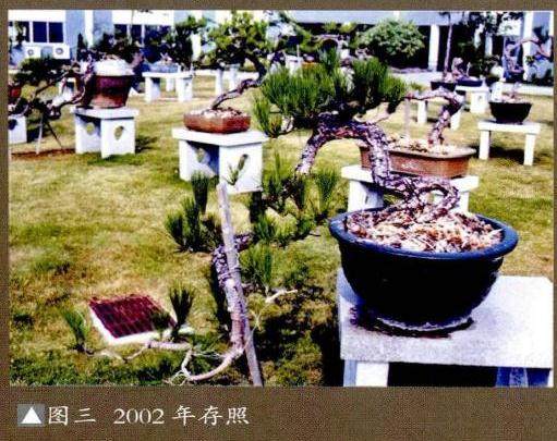 图解 悬崖式盆景成作难度非常大