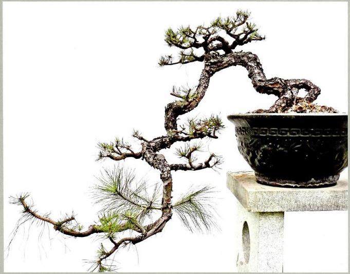 图解 悬崖式盆景成作难度非常大