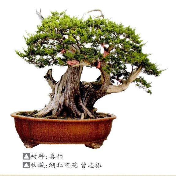 湖北广电网络博展视界频道盆景栏目即将上线