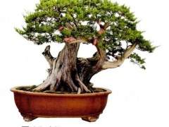 湖北广电网络博展视界频道盆景栏目即将上线