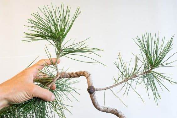 如何修复盆景树干上的疤痕 图片