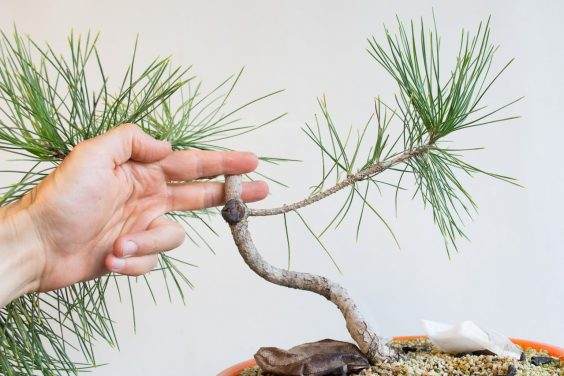 如何修复盆景树干上的疤痕 图片
