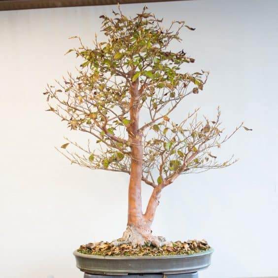 秋季盆景养护任务 - 修剪旧叶子