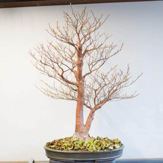 秋季盆景养护任务 - 修剪旧叶子