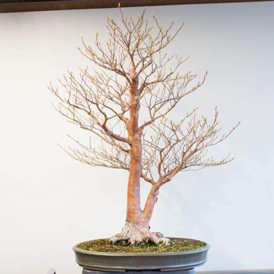 秋季盆景养护任务 - 修剪旧叶子