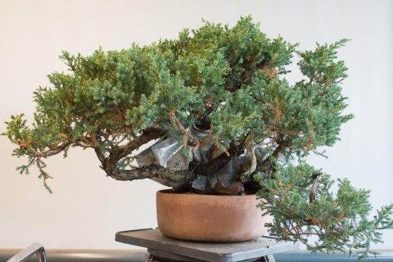 图解 如何移除杜松盆景的空中压条