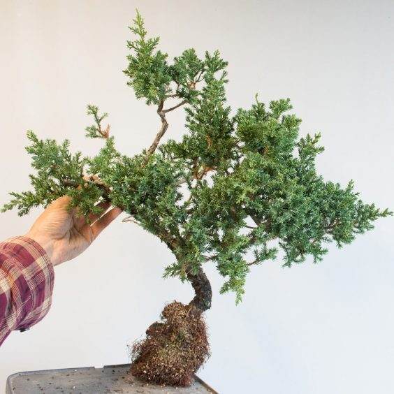 图解 如何移除杜松盆景的空中压条