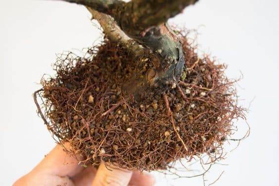 图解 如何移除杜松盆景的空中压条