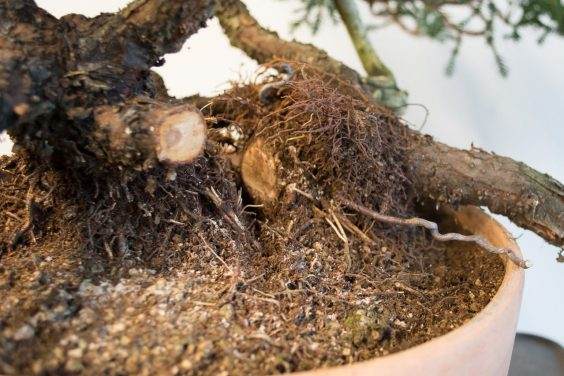 图解 如何移除杜松盆景的空中压条