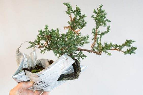 图解 如何移除杜松盆景的空中压条