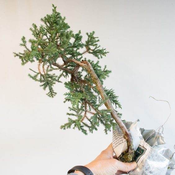 图解 如何移除杜松盆景的空中压条