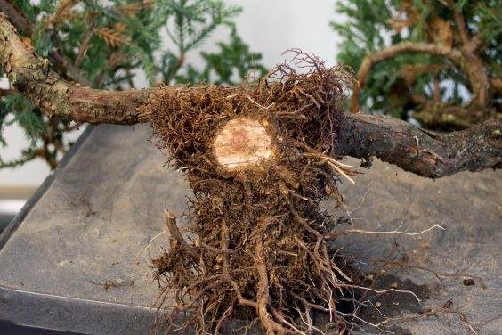 图解 如何移除杜松盆景的空中压条