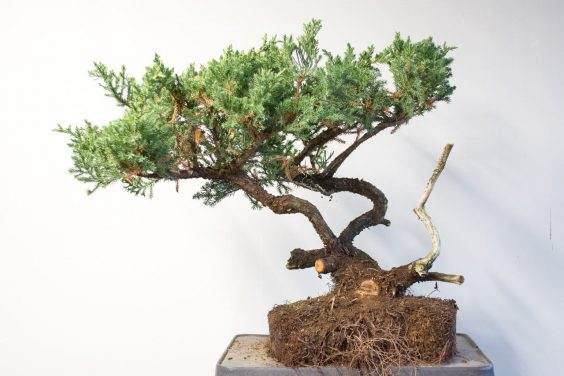 图解 如何移除杜松盆景的空中压条