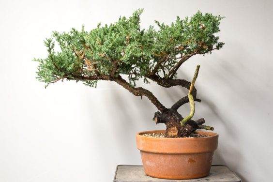 图解 如何移除杜松盆景的空中压条