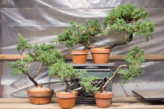 图解 如何移除杜松盆景的空中压条