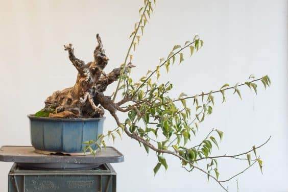 图解 如何在秋天修剪你的盆景