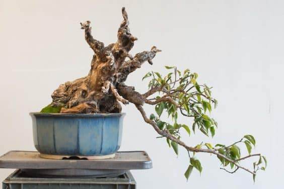 图解 如何在秋天修剪你的盆景