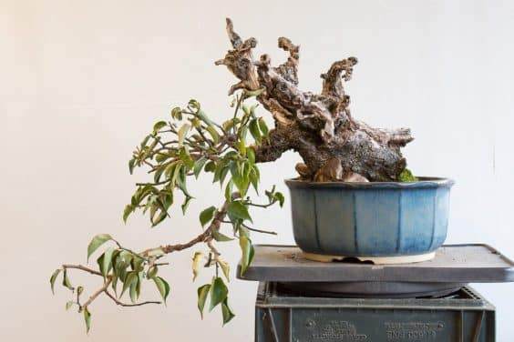 图解 如何在秋天修剪你的盆景