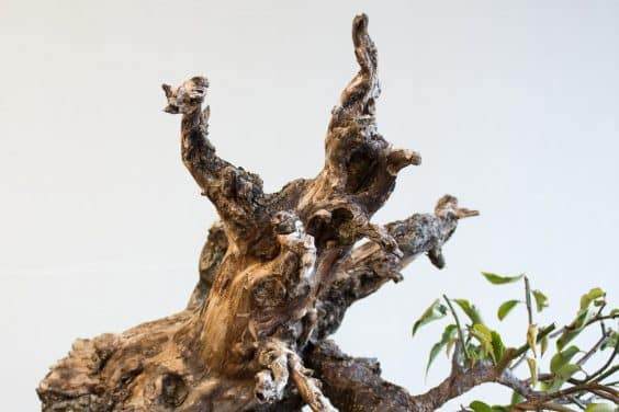 图解 如何在秋天修剪你的盆景