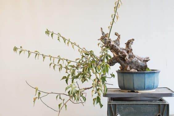 图解 如何在秋天修剪你的盆景