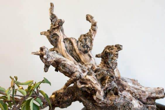 图解 如何在秋天修剪你的盆景