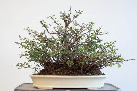 这是改造之前的盆景