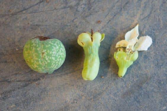 在秋季对长寿梅盆景的翻盘工作 图片