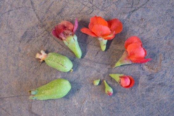 在秋季对长寿梅盆景的翻盘工作 图片