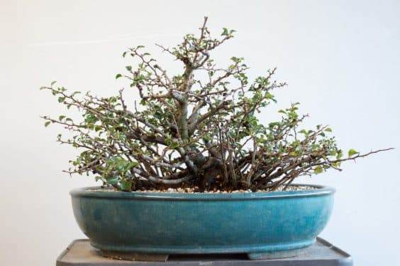 日本开花木瓜长寿梅盆景