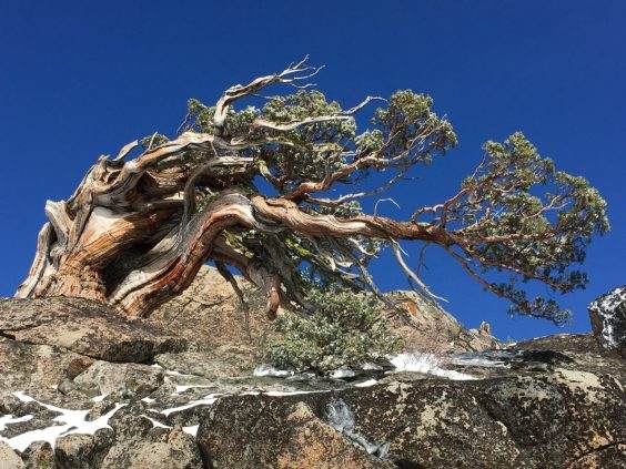 生长雪地里的塞拉利昂杜松盆景