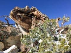 生长雪地里的塞拉利昂杜松盆景