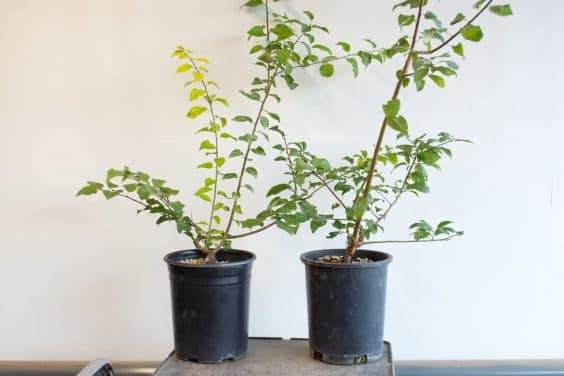 图解 在秋天对日本李子盆景的修剪工作