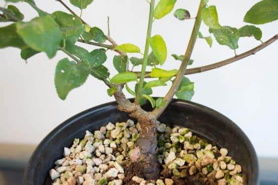 图解 在秋天对日本李子盆景的修剪工作