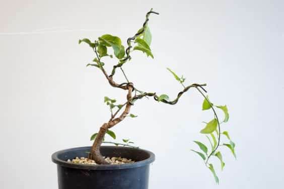 接线后的年轻李子盆景