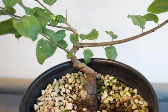 图解 在秋天对日本李子盆景的修剪工作