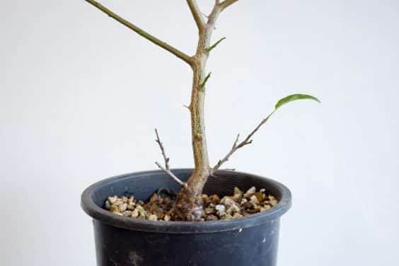 图解 在秋天对日本李子盆景的修剪工作