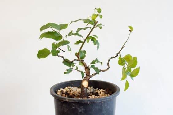 图解 在秋天对日本李子盆景的修剪工作