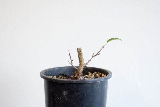 图解 在秋天对日本李子盆景的修剪工作